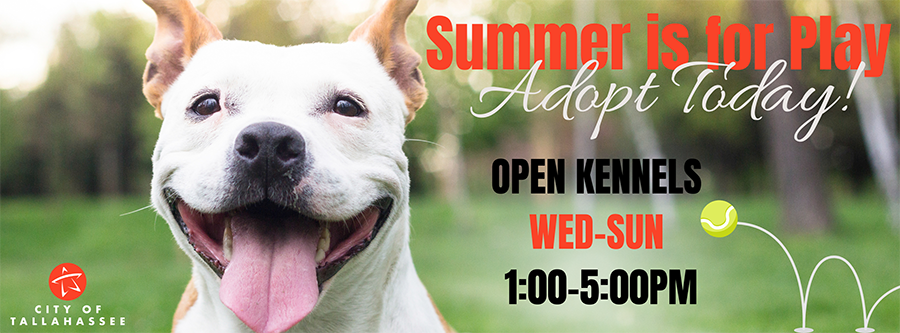 Summer is for Play - Adopt Today