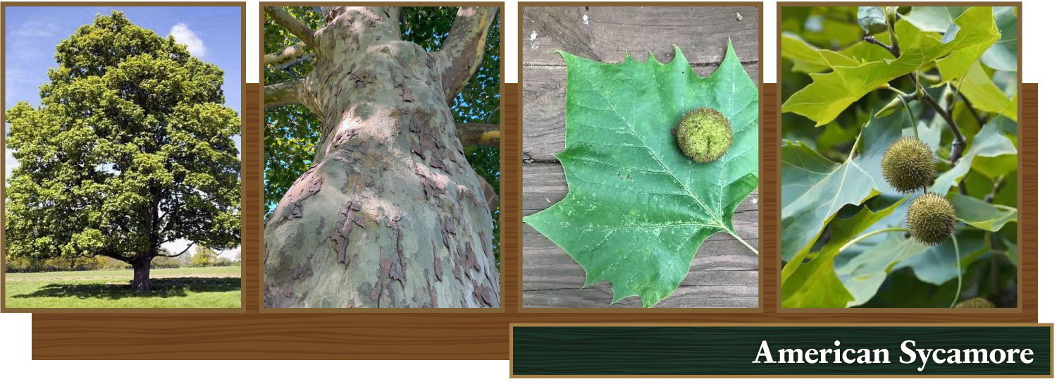 American Sycamore